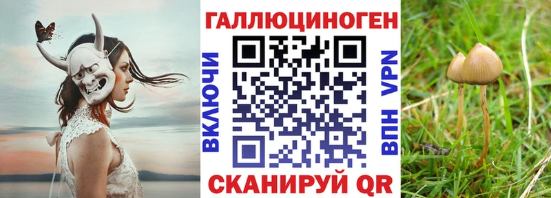 сколько стоит  Новосиль  Псилоцибиновые грибы Cubensis 